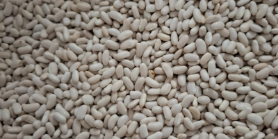 Продајем пуне камионе патуљастог пасуља. Паковање по жељи: 10