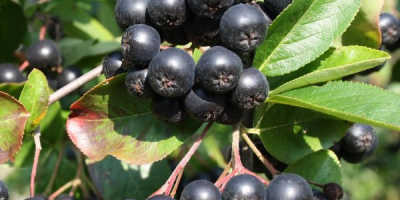 I sell organic aronia with a certificate on the