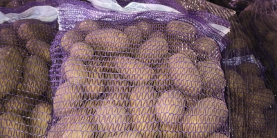 Kartoffeln mit Phyto-Test zu verkaufen. LKW-Ladungen verfügbar – für