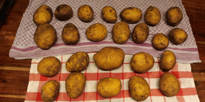 Verkaufe noch 500T Fontane Kartoffel, Kistenlager .Bei fragen gerne