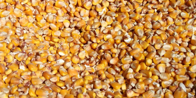 A Belgian company (aged 13+) is looking for moist