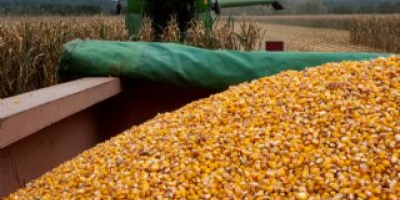 A Belgian company (aged 13+) is looking for moist