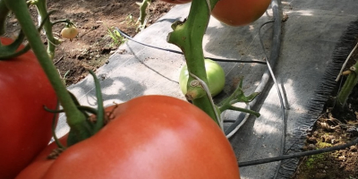 Pomodori di lampone ben riempiti, dolci, con un piccolo