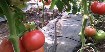 Pomodori di lampone ben riempiti, dolci, con un piccolo