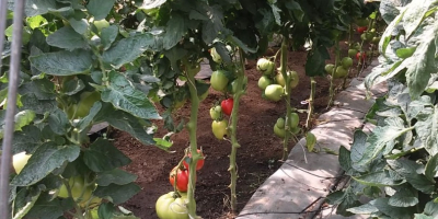 Pomodori di lampone ben riempiti, dolci, con un piccolo