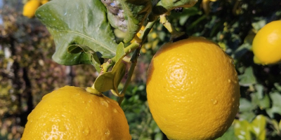 Vendo limoni di grande qualità.Per informazioni sono disponibile