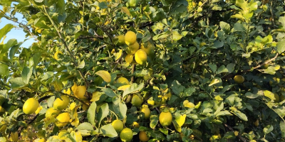 Vendo limoni di grande qualità.Per informazioni sono disponibile