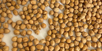 Мы предлагаем аргентинский нут сорта Sortex размером 7 мм.