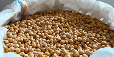 Мы предлагаем аргентинский нут сорта Sortex размером 7 мм.