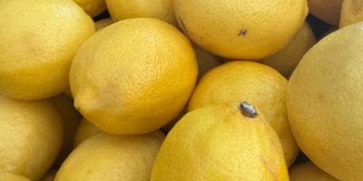 Citromot, Valencia narancsot, lime-ot, STAR RUBI vagy RUBI RED