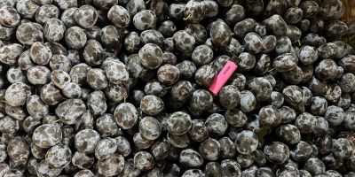 Всички наши продукти са без ГМО, произведени са в