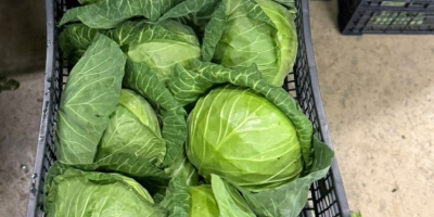 Fiatal káposzta mennyiségben kapható. Közvetlen szállítás. Állandó minőség, versenyképes
