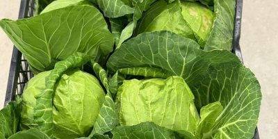 Fiatal káposzta mennyiségben kapható. Közvetlen szállítás. Állandó minőség, versenyképes