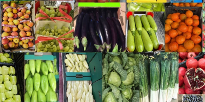 Fiatal káposzta mennyiségben kapható. Közvetlen szállítás. Állandó minőség, versenyképes