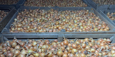 We are an Austrian company and sell high-quality yellow