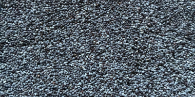 Ich verkaufe gereinigte Mohnsamen. Menge: 15146 kg. Bitte rufen