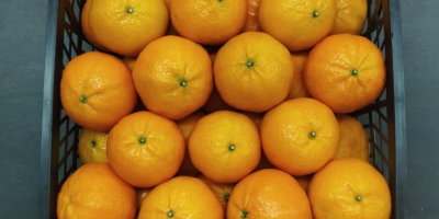 Fresh oranges (Valencia) from our farms in the heart