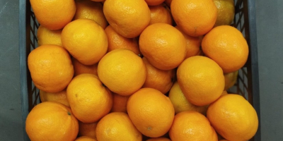 Fresh oranges (Valencia) from our farms in the heart