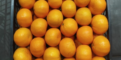 Fresh oranges (Valencia) from our farms in the heart