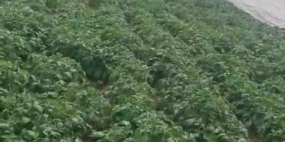 Cartofi proaspeți Riviera din Dăbuleni, Dolj – 300–700 tone