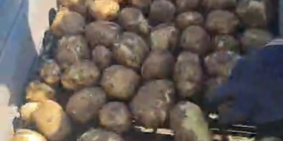 Cartofi proaspeți Riviera din Dăbuleni, Dolj – 300–700 tone