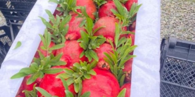 Melograno — Scheda tecnica (qualità per l'esportazione) Origine: Azerbaigian