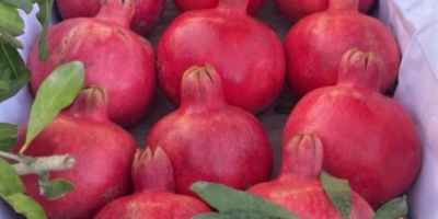 Melograno — Scheda tecnica (qualità per l'esportazione) Origine: Azerbaigian