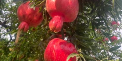 Melograno — Scheda tecnica (qualità per l'esportazione) Origine: Azerbaigian