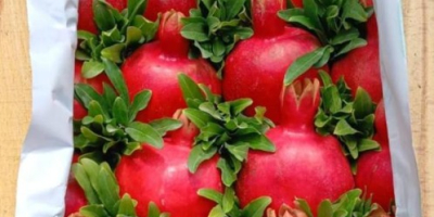 Melograno — Scheda tecnica (qualità per l'esportazione) Origine: Azerbaigian