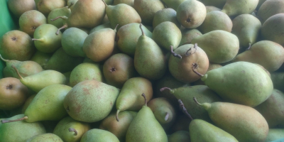 Ще продам круши от сорта Ксения, приблизително 60 тона,