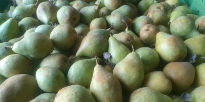 Ще продам круши от сорта Ксения, приблизително 60 тона,