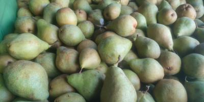 Ще продам круши от сорта Ксения, приблизително 60 тона,