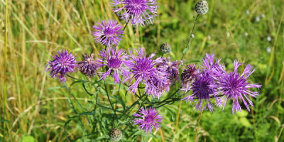 Semințe de albăstrele - recolta 2024. Semințe de albăstrele