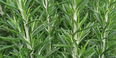 Разположени в сърцето на Солвези, Замбия, ние отглеждаме разнообразие