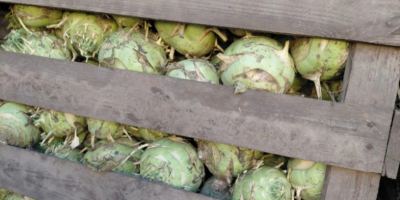 Ich verkaufe ca. 70 Tonnen Kossak-Kohlrabi (1–3 kg pro