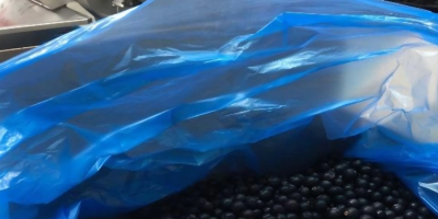 Schwarze Johannisbeeren zu verkaufen – Güteklasse A, direkt vom