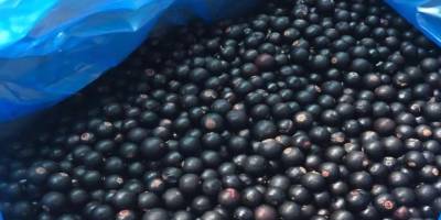 Schwarze Johannisbeeren zu verkaufen – Güteklasse A, direkt vom
