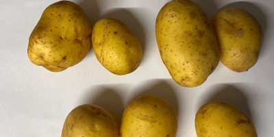 Sprzedam ziemniaki jadalne i frytkowe 10 odmian . Kaliber