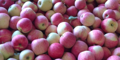 I will sell piros apples from 6.5 tel. 603062079