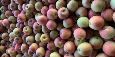 Fuji 65/75 Firma in der Provinz Udine, Italien