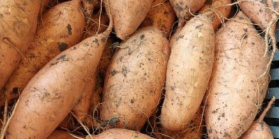 Сладки картофи – Произведено в Египет. Висококачествени египетски сладки