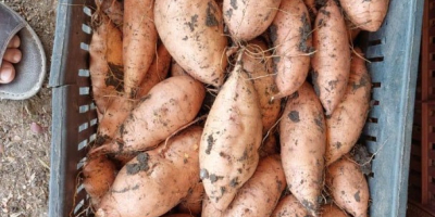 Сладки картофи – Произведено в Египет. Висококачествени египетски сладки