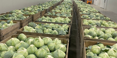 Spät reifender Kohl. Geeignet für die Langzeitlagerung (im Kühlschrank).