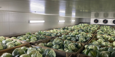 Spät reifender Kohl. Geeignet für die Langzeitlagerung (im Kühlschrank).