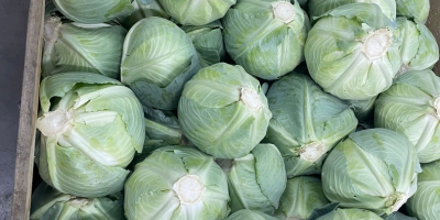 Spät reifender Kohl. Geeignet für die Langzeitlagerung (im Kühlschrank).