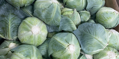 Spät reifender Kohl. Geeignet für die Langzeitlagerung (im Kühlschrank).