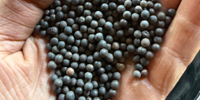 Day I will sell organic winter vetch rea 90%