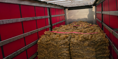 Vinieta-Kartoffeln, verpackt in 10- oder 15-kg-Säcken, Kaliber +60