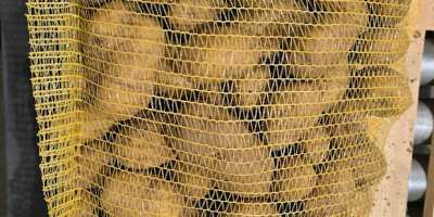 Vinieta-Kartoffeln, verpackt in 10- oder 15-kg-Säcken, Kaliber +60