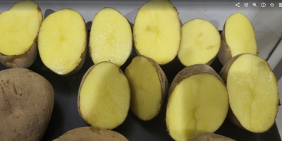 Vinieta size +60 Bag 10 kg or 15 kg